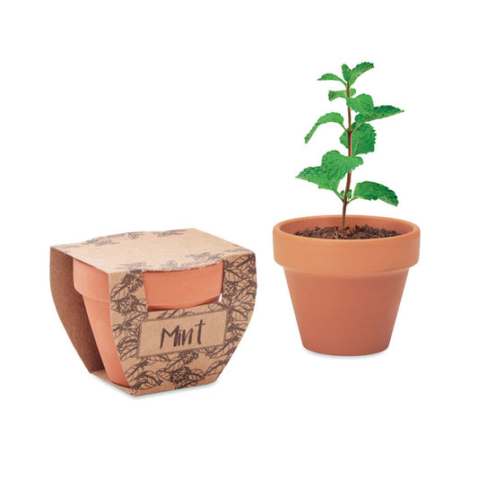 VASO MENTA - Semi di menta in vaso di terracotta