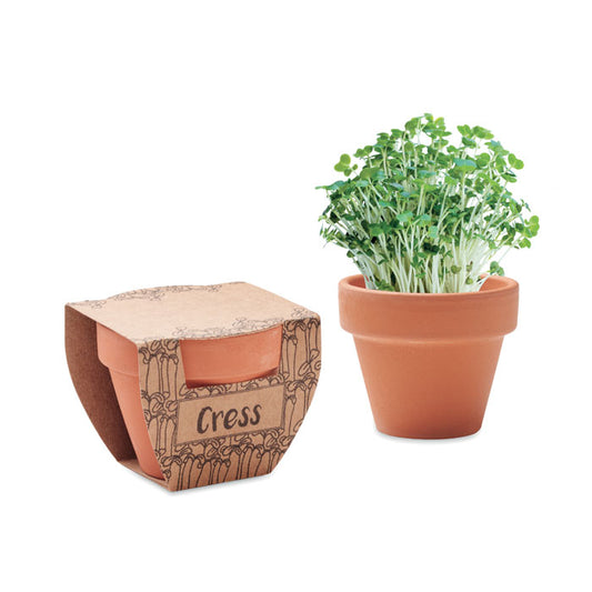 VASO DI CRESCIONE - Semi di crescione in vaso di terracotta
