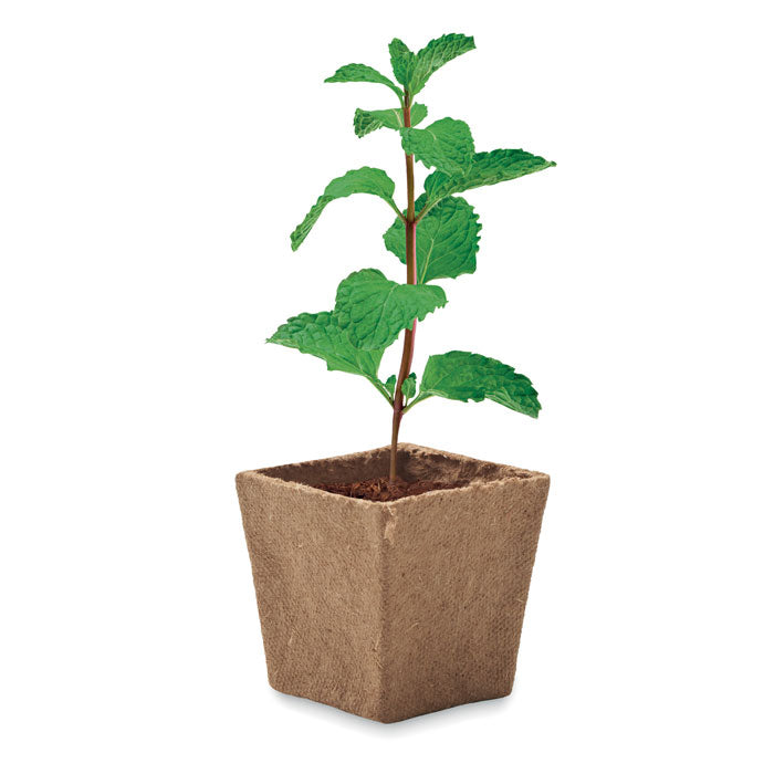 KIT MENTA - Kit per la coltivazione dei semi di menta