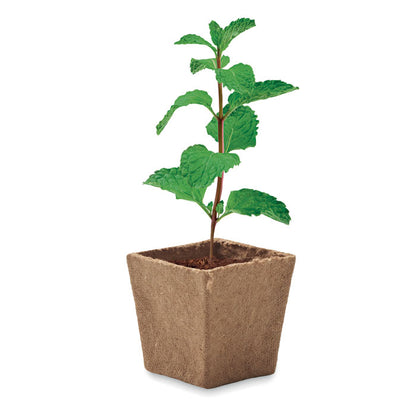 KIT MENTA - Kit per la coltivazione dei semi di menta