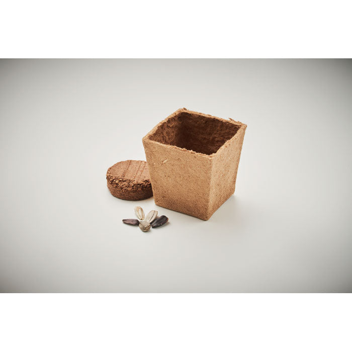 SUNFLOWER KIT - Sunflower growing kit