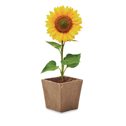 SUNFLOWER KIT - Sunflower growing kit