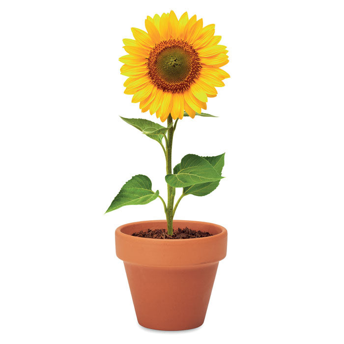 TOURNESOL - Pot en terre cuite 'tournesol'