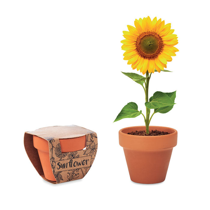 TOURNESOL - Pot en terre cuite 'tournesol'