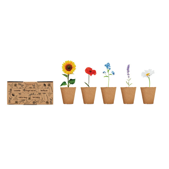 BLUMEN - Anzuchtset