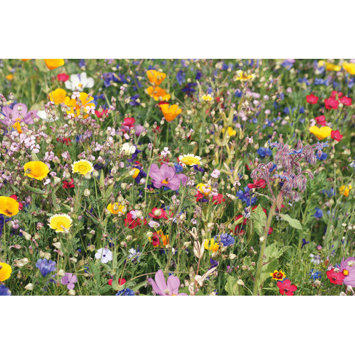 SEEDLOPE - I fiori mescolano i semi in una busta
