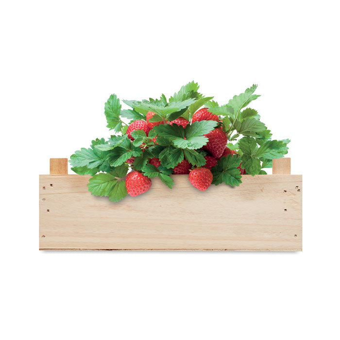 STRAWBERRY - Kit in wooden crate