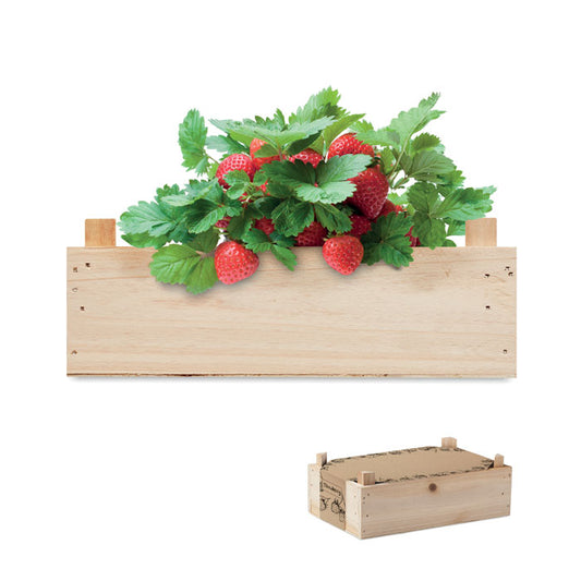 FRAISE - Kit en caisse en bois