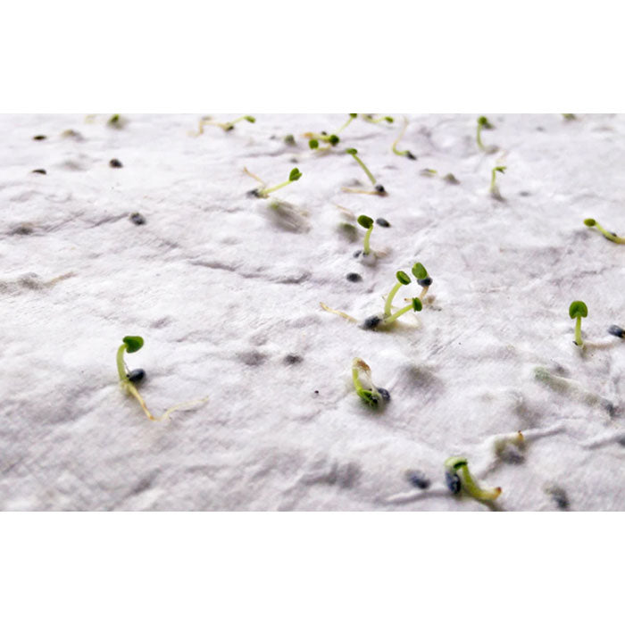 ASIDI – A4-Blatt Wildblumensamenpapier