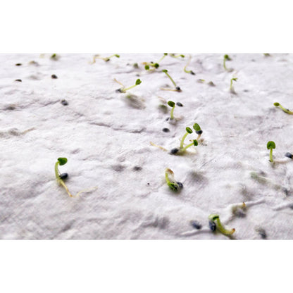 ASIDI – A4-Blatt Wildblumensamenpapier