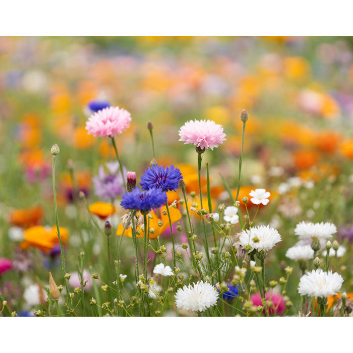 APART - Full de paper de llavors de flors silvestres A5