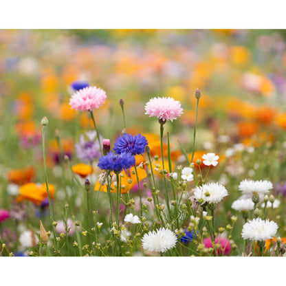 APART - Full de paper de llavors de flors silvestres A5